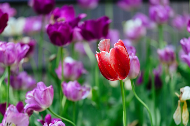 The tulip is a perennial, bulbous plant with showy flowers  - Foto, imagen