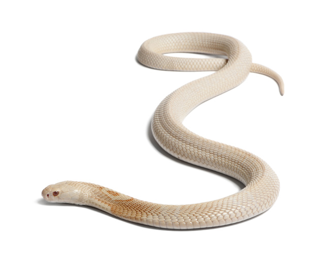 アルビノ （白子） monocled コブラ - ナジャ kaouthia （有毒）、白の背景に隠れて - 写真・画像