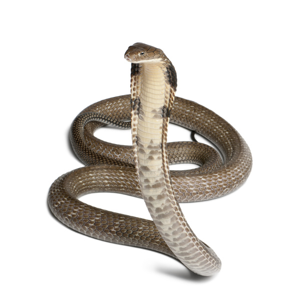 король кобра - Опіофаг Ханна, отруйний, білий фон
 - Фото, зображення