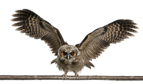 Muotokuva Brown Wood Owl, Strix leptogrammica, lentää edessä
 - Valokuva, kuva