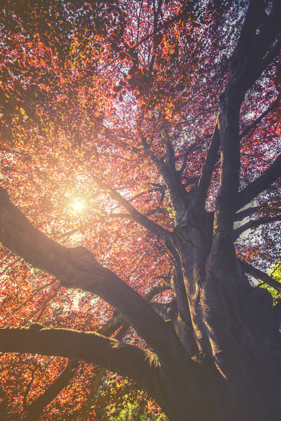 Величний краєвид з осіннім червоним деревом (Acer platanoides red), вінтажний ефект
 - Фото, зображення