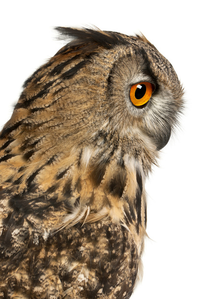 Close up of Eurasian Eagle-Owl, Bubo bubo, a species of eagle owl in front of white background - Photo, Image