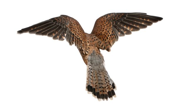 Comum Kestrel, Falco tinnunculus, voando na frente do fundo branco
 - Foto, Imagem