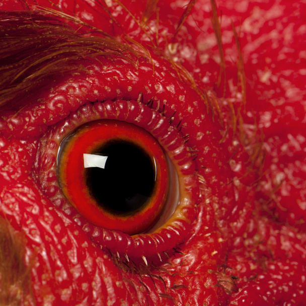 Close up of Rooster Leghorn eye - Photo, Image