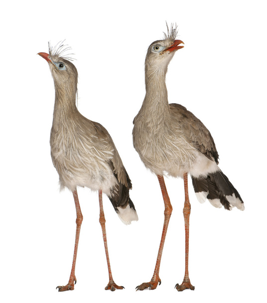 Male and Female Red-legged Seriema or Crested Cariama, Cariama cristata, standing in front of white background - Фото, зображення