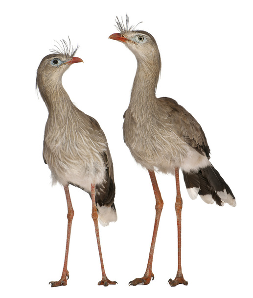 Seriema à pattes rouges mâle et femelle ou Cariama à crête, Cariama cristata, debout devant un fond blanc
 - Photo, image