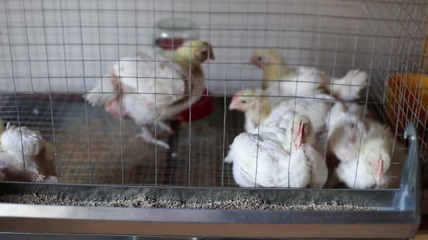 Peu de poulets mangeant des aliments combinés dans la cage de la ferme
 - Séquence, vidéo