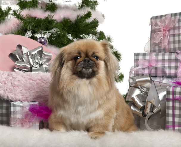 Pekingese, 4 years old, lying with Christmas gifts in front of white background - Photo, Image