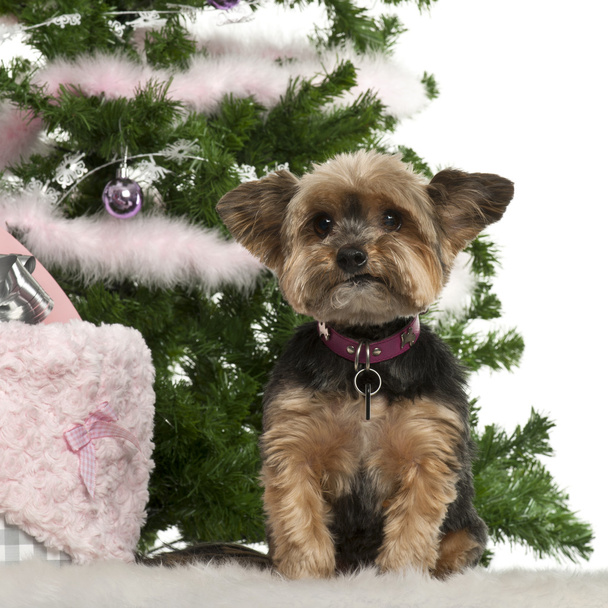 Yorkshire Terrier, 10 years old, sitting with Christmas tree and gifts in front of white background - Фото, зображення