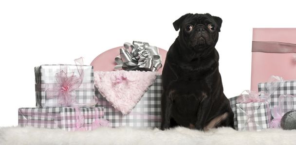 Сидеть мопса с рождественскими подарками на белом фоне
 - Фото, изображение