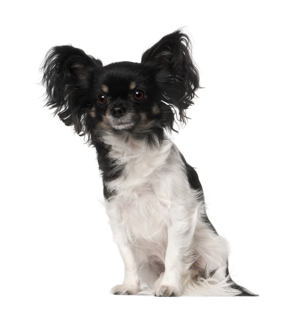 Crossbreed dog sitting in front of white background - Photo, Image