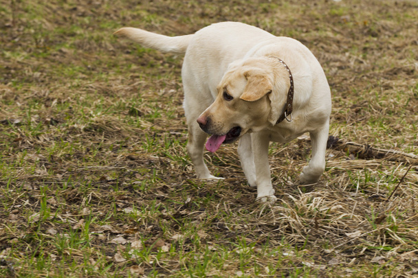 Labrador walking in the park - Photo, Image
