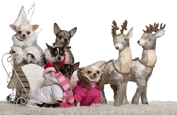 Chihuahuas, 4 años, 1.5 años y 2 años con cachorros Chihuahua, 8 meses y 10 meses, en trineo navideño delante de fondo blanco
 - Foto, imagen