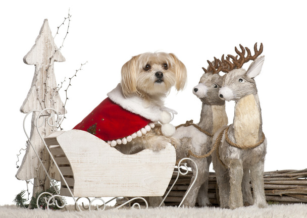 Mixed-breed dog, 5 years old, in Christmas sleigh in front of white background - Fotó, kép