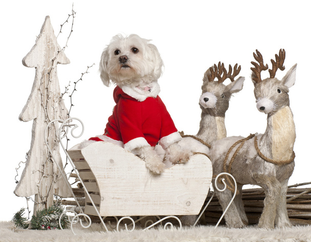 Maltese, 1 year old, in Christmas sleigh in front of white background - Fotó, kép