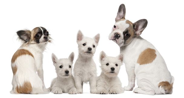 csoport kutyák előtt fehér háttér - Fotó, kép