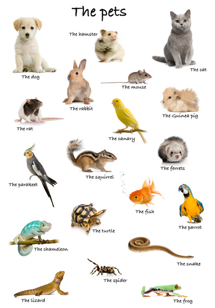 Collage de mascotas y animales en inglés delante de fondo blanco, plano de estudio
 - Foto, imagen