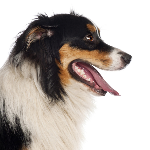 Close up of Australian Shepherd, 1 year old, in front of white background - 写真・画像