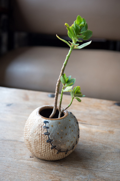 Plant on baseball vase - Photo, Image