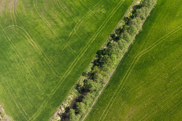 Campos de cosecha verde en Polonia
 - Foto, Imagen