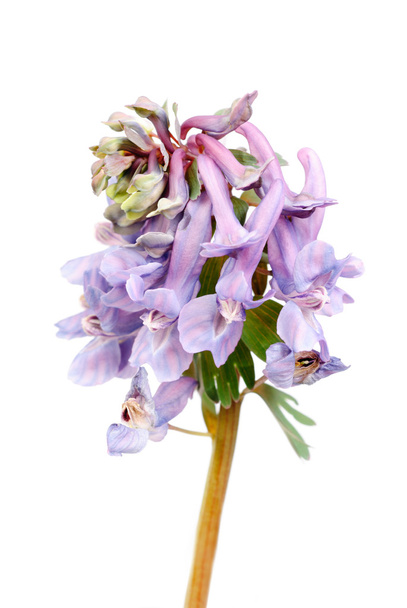 Fleur Corydalis halleri. Gros plan printanier
. - Photo, image