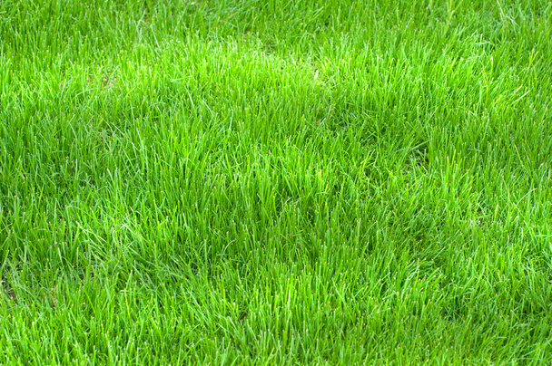 Hierba verde - Foto, Imagen