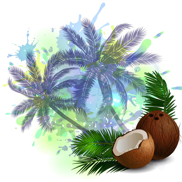 Coconut tropical nut fruit - Vektor, Bild