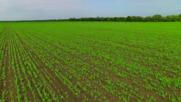 Flying over the field of green peas - Footage, Video