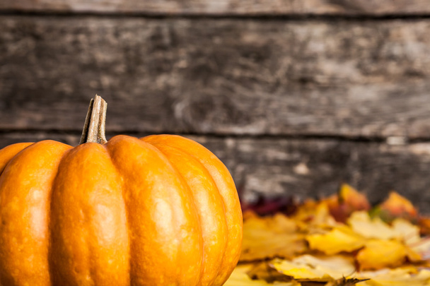 Autumn border with big pumpkin - Фото, изображение
