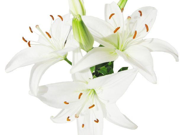 Kimppu valkoinen liljat
 - Valokuva, kuva