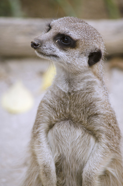 meerkat close up - Photo, Image