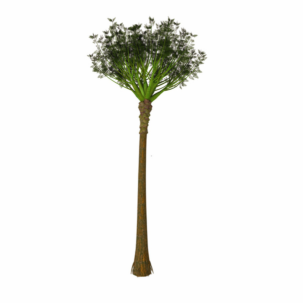 Девонское ваттиезское дерево
 - Фото, изображение