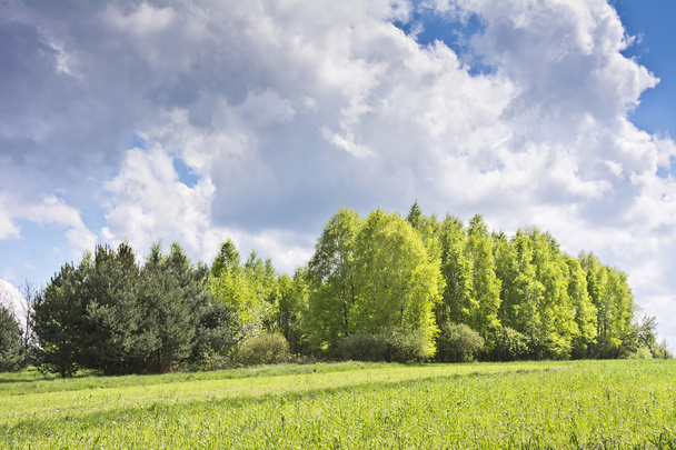 Beautiful landscape with birches and white clouds on blue sky. - Foto, Bild