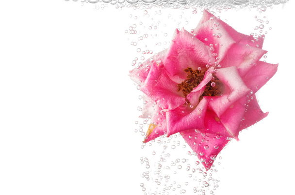 Beautiful underwater pink rose - Photo, Image