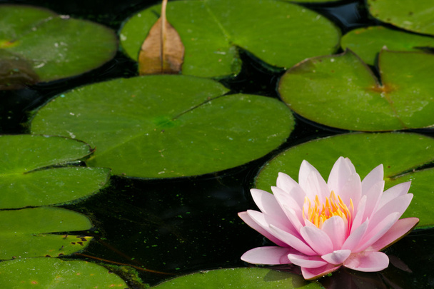 pink beautiful lotus in bloom - Foto, Imagen