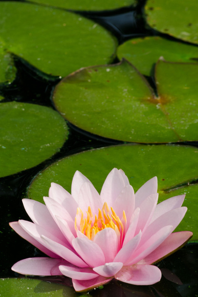 růžový krásný lotos v květu - Fotografie, Obrázek