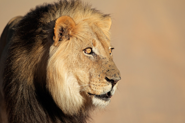 Afrikkalainen leijona muotokuva
 - Valokuva, kuva