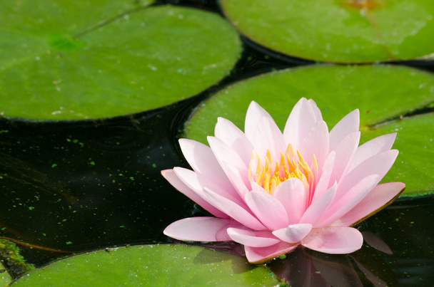roze mooie lotus in bloei - Foto, afbeelding