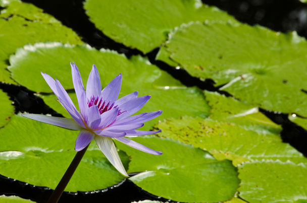 lotus rose en fleur - Photo, image