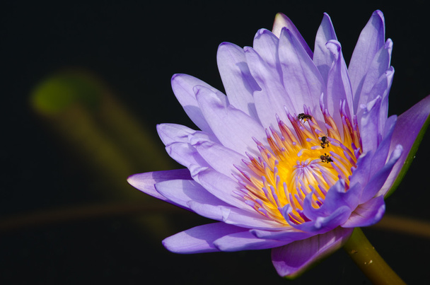 lotus rose en fleur - Photo, image