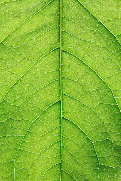 groene blad close-up - Foto, afbeelding