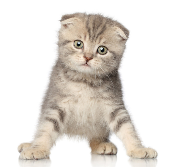Scottish Fold kitten on white background - Fotoğraf, Görsel