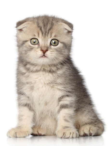 Scottish fold kitten - 写真・画像