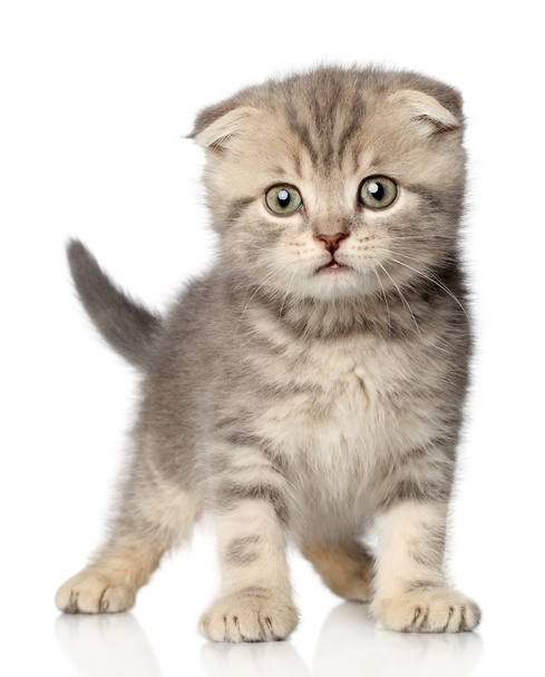 Scottish Fold kitten on white background - 写真・画像