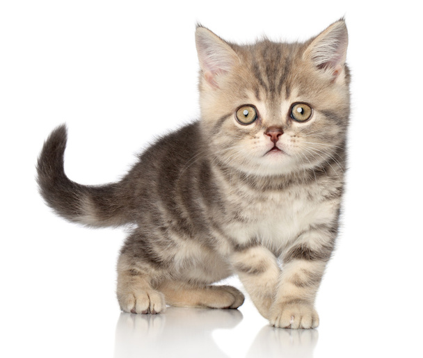 Scottish shorthair kitten - Fotoğraf, Görsel
