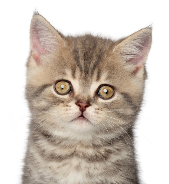 Scottish kitten - Fotó, kép