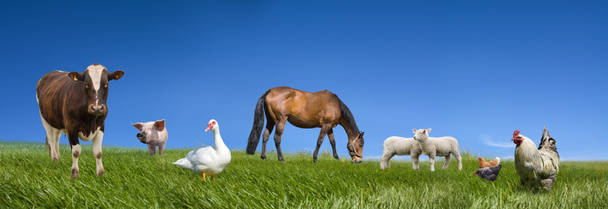 ζώα αγροκτήματος - Φωτογραφία, εικόνα