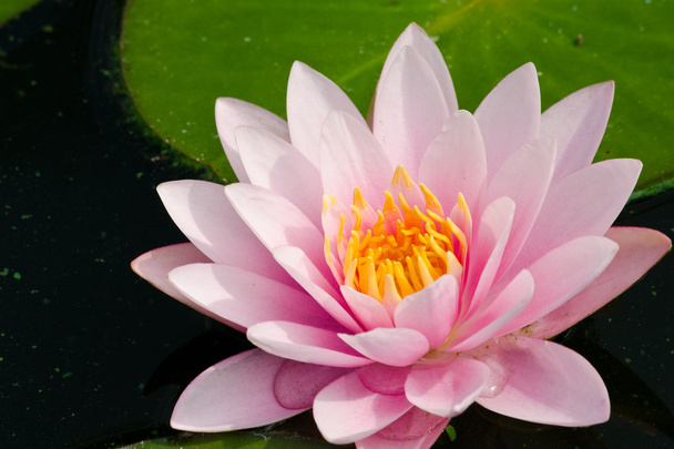 rosa schöner Lotus in voller Blüte - Foto, Bild
