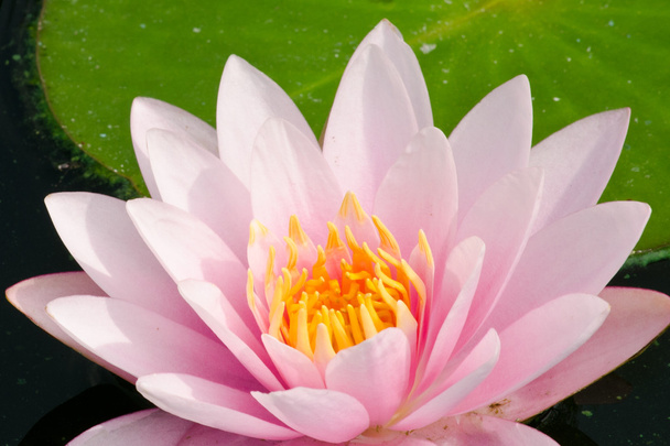 rosa schöner Lotus in voller Blüte - Foto, Bild