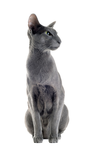 灰色のオリエンタル猫 - 写真・画像
